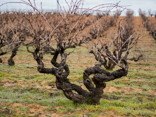 ¿Cómo afecta el cambio climático al vino?