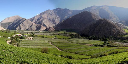 Uva nacional de Chile : Suave, aromática, afrutada, tánica, compleja.