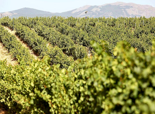 ¿Cuál es el país que más vino consume del mundo?