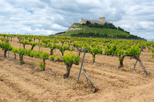 Vino Blanco Ribera del Duero