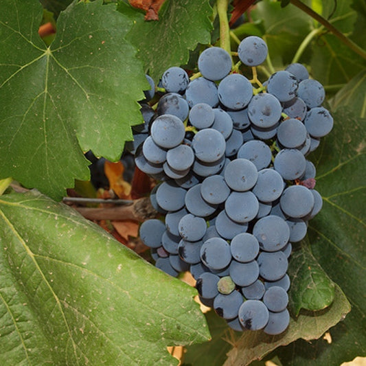 ¿Qué es la Garnacha?