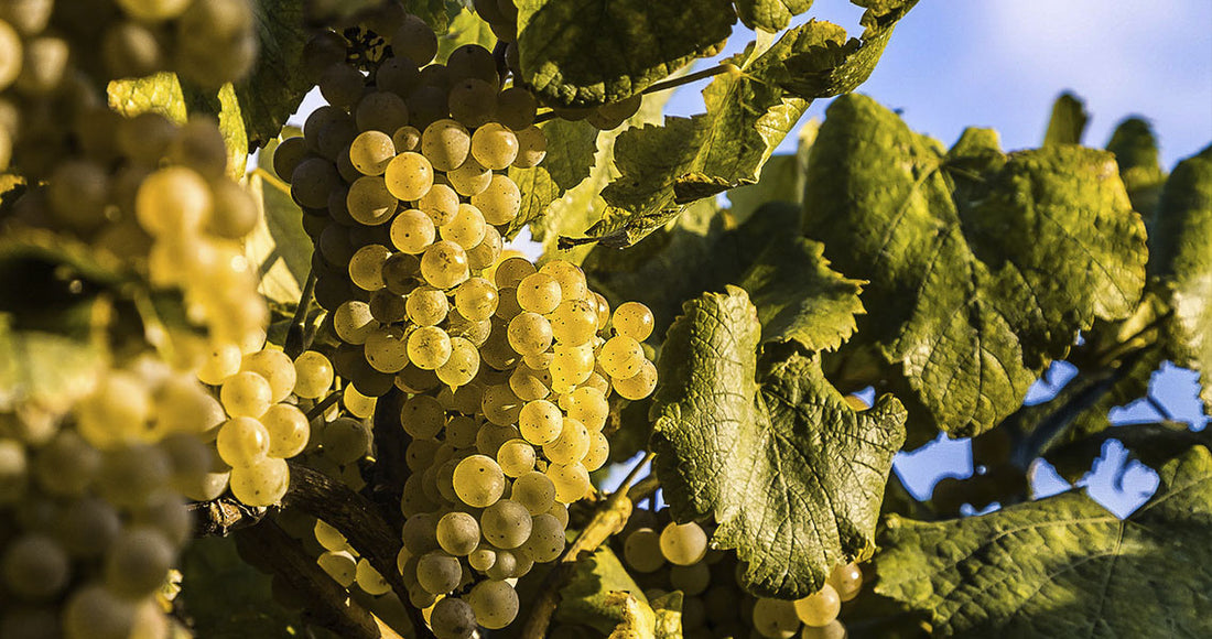 Albariño: La Uva Gallega