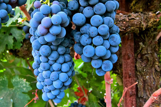 Uvas merlot