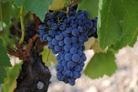 Petit Verdot